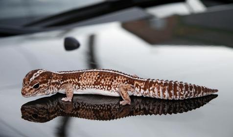 Пятнистый эублефар, Адлерский Террариум