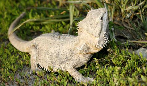 Агама, Адлерский Террариум