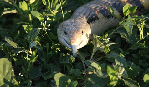 Обыкновенная исполинская ящерица, Адлерский Террариум