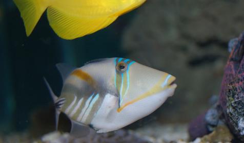 Открытый водоем, где обитают японские карпы Кои. Развлекательно-познавательный центр Океанариум, г. Геленджик