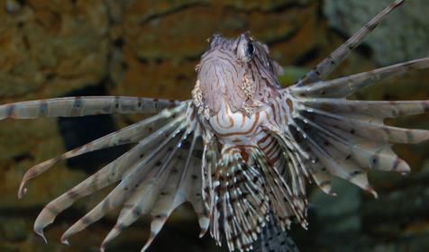 Аквариум с африканскими цихлидами из озер Малавьи и Таньгаика. Развлекательно-познавательный центр Океанариум, г. Геленджик