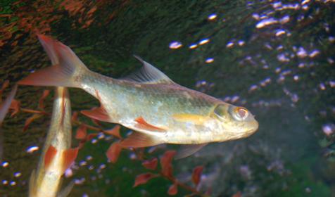 Барбус лещевидный из Индонезии. Развлекательно-познавательный центр Океанариум, г. Геленджик