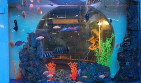 Крылатка или рыба-зебра. Развлекательно-познавательный центр Океанариум, г. Геленджик