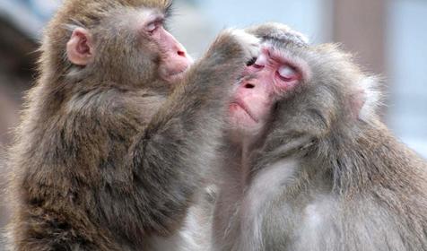 Макаки резусы, питомник обезьян института медицинской приматологии РАМН, г. Сочи, с. Веселое-1