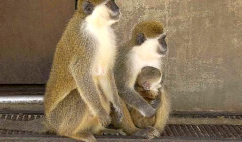 Зеленые мартышки, питомник обезьян института медицинской приматологии РАМН, г. Сочи, с. Веселое-1