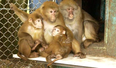 Макаки ассамские, питомник обезьян института медицинской приматологии РАМН, г. Сочи, с. Веселое-1