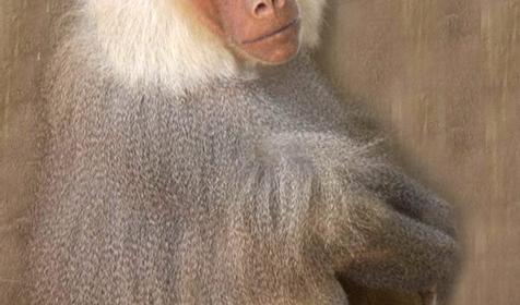 Павиан гамадрил самец, питомник обезьян института медицинской приматологии РАМН, г. Сочи, с. Веселое-1