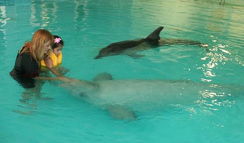 Дельфинотерапия (плавание с дельфинами) на территории развлекательного центра Морская звезда, г. Сочи, п. Лазаревское