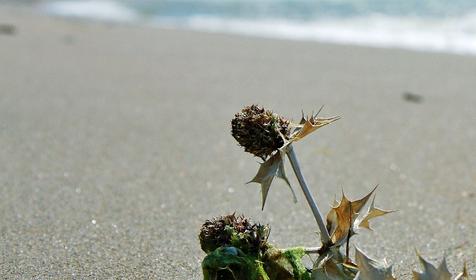 Поселок Веселовка, Темрюкский район