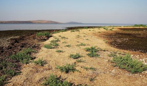 Поселок Веселовка, Темрюкский район