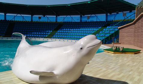 Белый кит (белуха) Даша, Сочинский дельфинарий Акватория, г. Сочи, Адлерский район, Адлер