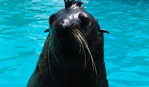 Северный морской котик Жора, Сочинский дельфинарий Акватория, г. Сочи, Адлерский район, Адлер