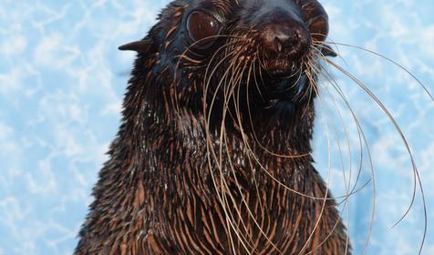 Северный морской котик Дуся, Сочинский дельфинарий Акватория, г. Сочи, Адлерский район, Адлер