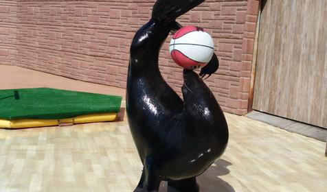 Северный морской котик Жора, Сочинский дельфинарий Акватория, г. Сочи, Адлерский район, Адлер