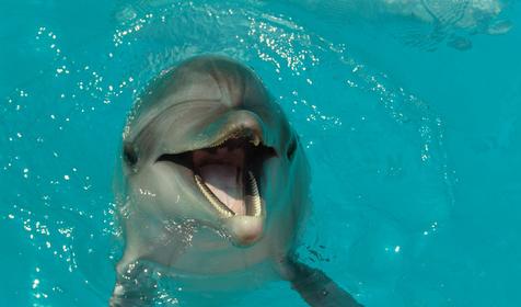 Черноморские афалины, Сочинский дельфинарий Акватория, г. Сочи, Адлерский район, Адлер