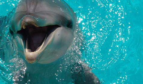 Черноморские афалины, Сочинский дельфинарий Акватория, г. Сочи, Адлерский район, Адлер