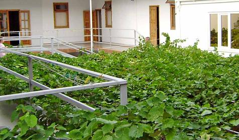 Тенистая беседка из винограда внутри закрытого двора дома семейного отдыха Виктория, г. Анапа