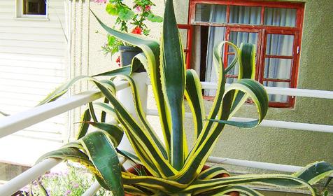 Гостиница Элефант, г. Сочи, Адлерский район