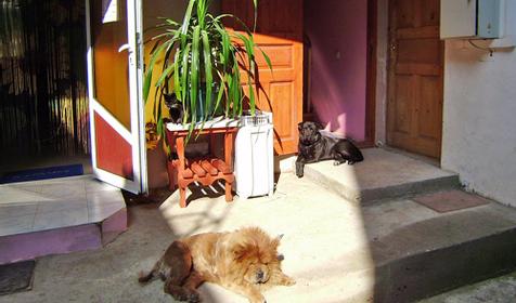 Во дворе гостевого дома ВиЖен, г. Анапа