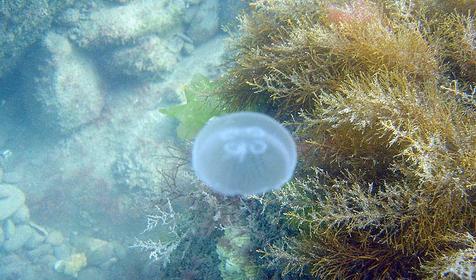 В морских глубинах, г. Сочи, Лазаревский район, п. Лоо