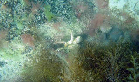 В морских глубинах, г. Сочи, Лазаревский район, п. Лоо