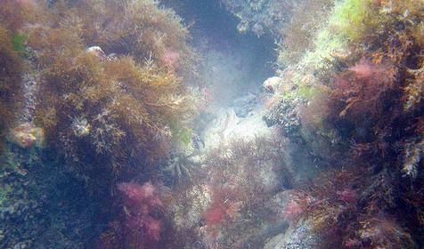 В морских глубинах, г. Сочи, Лазаревский район, п. Лоо