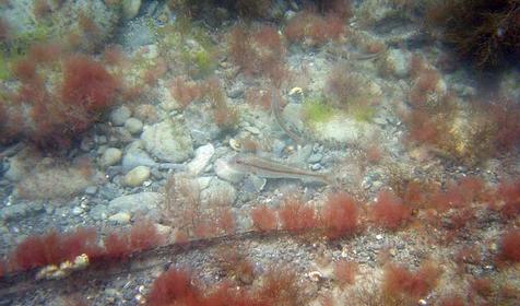 В морских глубинах, г. Сочи, Лазаревский район, п. Лоо