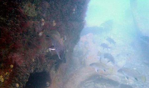 Затонувший корабль Роклифф, г. Сочи, Лазаревский район, п. Лоо