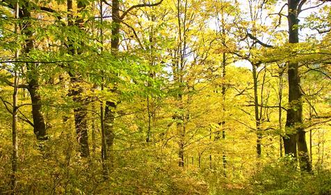 Гуамка, река Курджипс