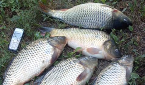 Улов в Витязевском лимане, г. Анапа, кп. Витязево