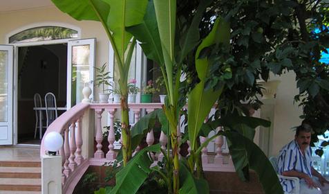 Частная гостиница Виталий, г. Сочи, п. Лазаревское