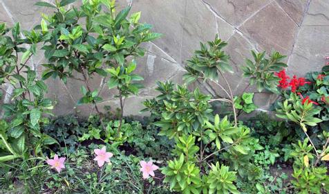 Во дворегостиницы Сиар, г. Сочи, Адлерский район