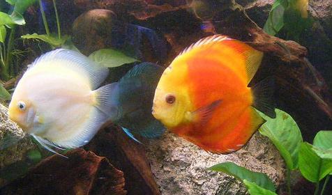 Дискусы, обитатели аквариума развлекательного центра Морская звезда, г. Сочи, п. Лазаревское