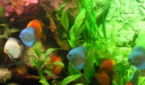 Дискусы, обитатели аквариума развлекательного центра Морская звезда, г. Сочи, п. Лазаревское