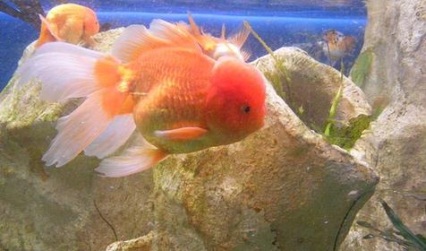 Красная шапочка, обитатель аквариума развлекательного центра Морская звезда, г. Сочи, п. Лазаревское