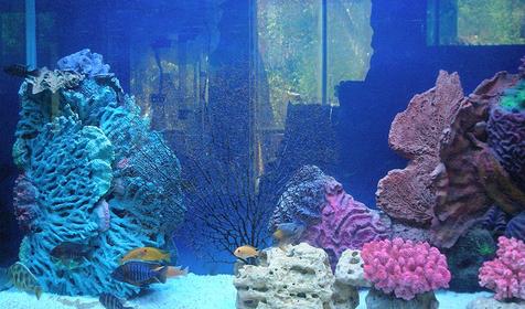 Обитатели аквариума развлекательного центра Морская звезда, г. Сочи, п. Лазаревское