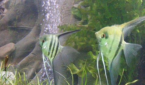 Обитатели аквариума развлекательного центра Морская звезда, г. Сочи, п. Лазаревское