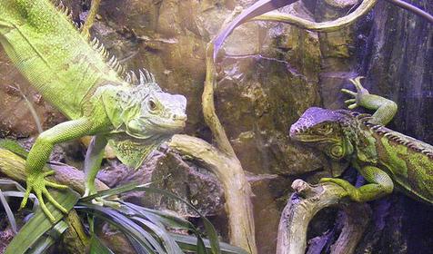 Террариум развлекательного центра Морская звезда, г. Сочи, п. Лазаревское