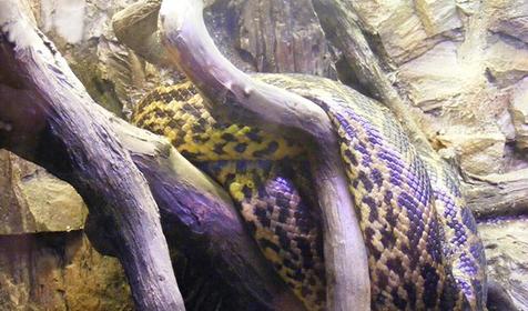 Питон, обитатель террариума развлекательного центра Морская звезда, г. Сочи, п. Лазаревское