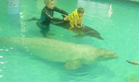 Дельфинотерапия (плавание с дельфинами) на территории развлекательного центра Морская звезда, г. Сочи, п. Лазаревское