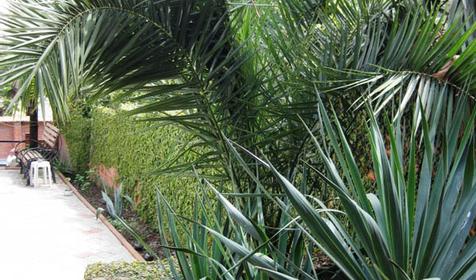 Во дворе мини-гостиницы Чайка, г. Сочи