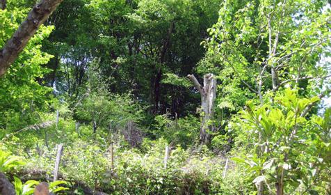 Двор, гостевой дом Два Федора, г. Сочи, Лазаревский район, п. Якорная щель