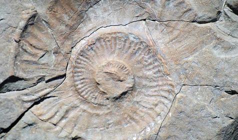 Отпечатки раковин древних моллюсков Аммонитов, Республика Адыгея