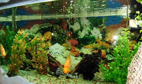 Аквариум в кафе, гостевой дом Земфира, г. Анапа
