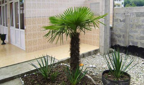 Двор частного дома У Анжелы, г. Сочи, Лазаревский район, п. Вардане