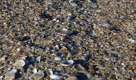 Пляж г. Анапа, п. Витязево