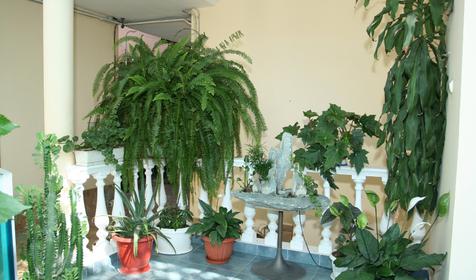 Гостевой дом Дельфин, г. Сочи, Адлер