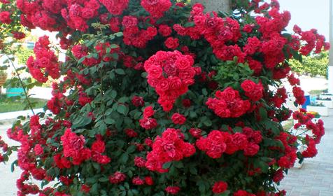 Перед двором мини-гостиницы Лиза, г. Анапа, п. Витязево