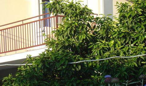 Гостевой дом Бригантина, г. Сочи, Лазаревский район, п. Головинка