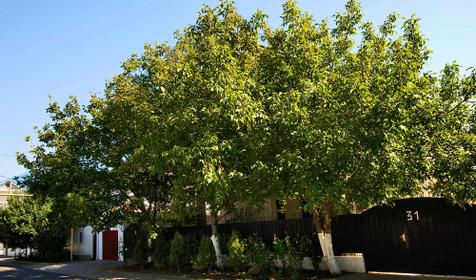 Фасад гостевого дома Анастасия, г. Анапа, п. Витязево